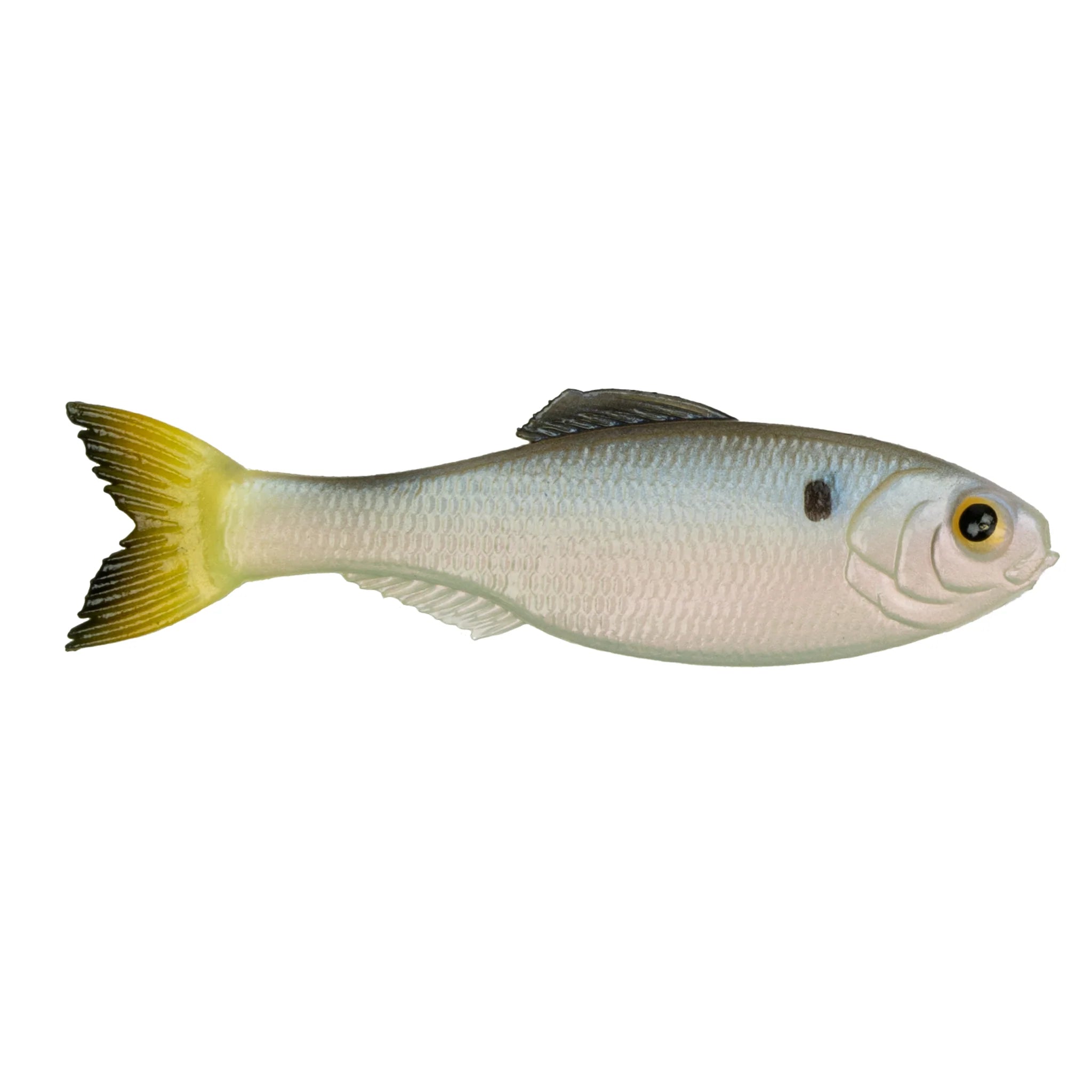 Clearwater Shad